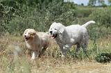 PODHALE & BERGER AUSTRALIEN 075